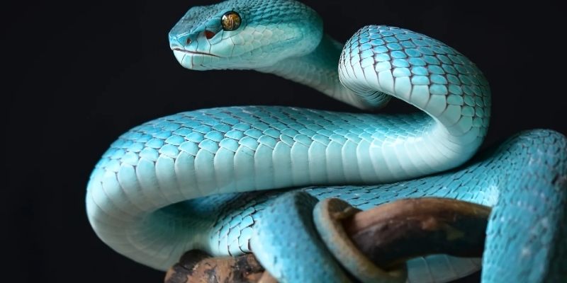 Mơ thấy rắn cắn người thân có nhiều ý nghĩa